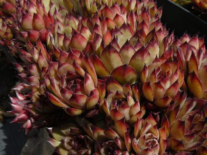 Bio Hauswurz Dachwurz Sempervivum x tectorum 'Atropurpureum' 220 Sorten Hauswurz im Online Blumen Versand Forssman