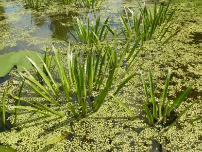 Bio Heimische Krebsschere Stratiotes aloides/ Wasseraloe/ heimische Schwimmpflanze, die in stehenden Gewässern oft ganze Wiesen bildet/ Die Libellenart Grüne Mosaikjungfer hat sich bei der Eiablage ganz auf die Krebsschere spezialisiert