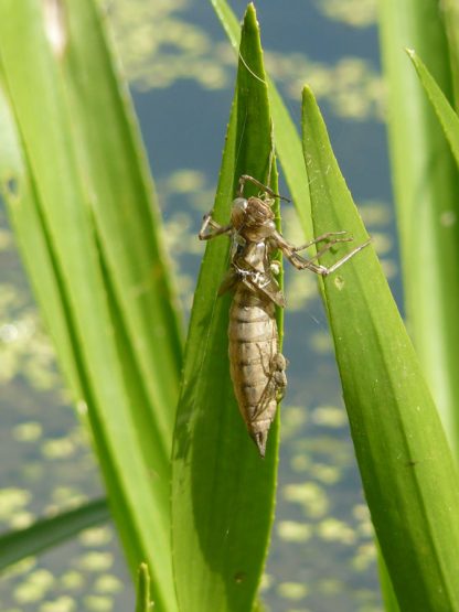Bio Heimische Krebsschere Stratiotes aloides mit Libellen Larve Forssman Beste Bio Stauden in Bayern