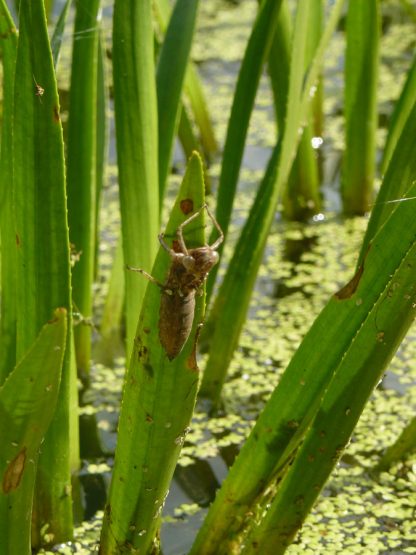 Bio Heimische Krebsschere Stratiotes aloides mit Libellen Larve Forssman Bio Blumen Online