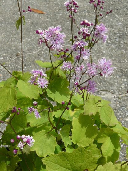 Bio Wiesenraute Thalictrum actaefolium 'Perfume Star' zarte, violette Strahlenblüten Forssman Bio Stauden Versand
