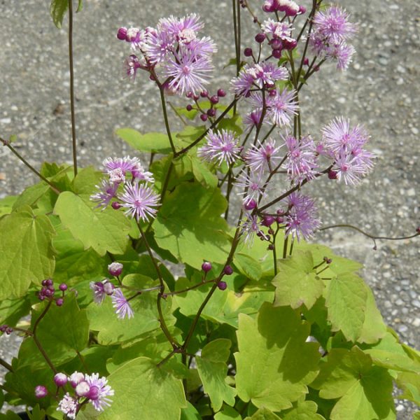 Bio Wiesenraute Thalictrum actaefolium 'Perfume Star' zarte, violette Strahlenblüten Forssman Bio Stauden Versand