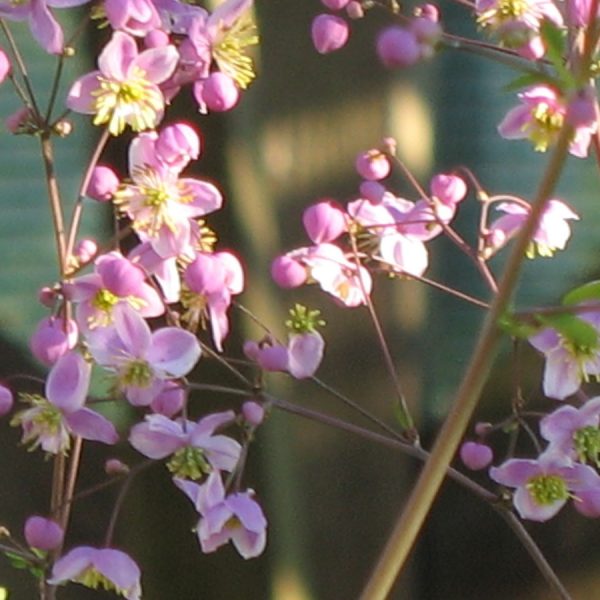 Bio Prächtige Wiesenraute Thalictrum rochebrunianum lilapurpur, gelbliche Staubgefässe/ standfeste Wildart mit großen Einzelblüten/ Forssman