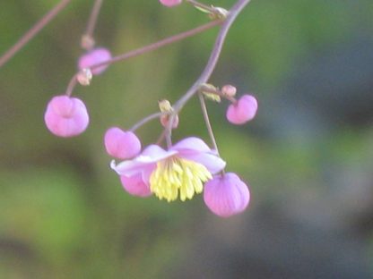 Bio Wiesenraute Thalictrum rochebrunianum violette gefüllte Blüten Bio Stauden Versand aus Niederbayern Forssman