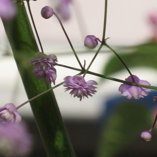 Bio Wiesenraute Thalictrum rochebrunianum 'Hewlitt's Double' violette gefüllte Blüten Bio Blumen Versand aus Niederbayern Forssman