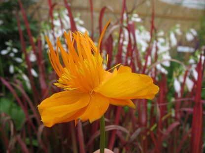 Bio Trollblume Trollius chinensis 'Golden Queen' orangegelb/ große, sehr breite Kugelblüten/ für lehmig-humosen, nährstoffreichen Boden/ Stauden Forssman