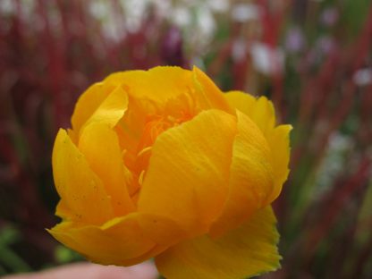 Bio Trollblume Trollius chinensis 'Golden Queen' Bio Blumen Versand Forssman aus Niederbayern