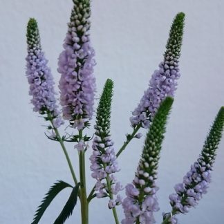 Bio Wiesen Ehrenpreis Veronica longilofia 'Martje' hell violett/ enorm reichblütig/ standfest und ausdauernd Bio Stauden Versand aus Niederbayern Forssman