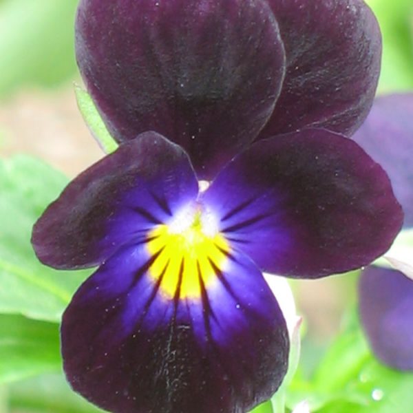 Bio Horn Veilchen Viola cornuta 'Black Bowles' schwarzviolett/ generativ vermehrte, sehr kleinblütige Sorte/sät sich gut aus/ wüchsig