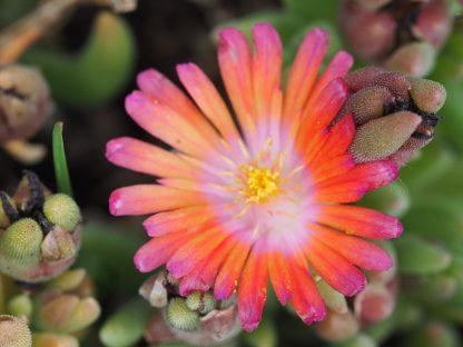 Eigenzüchtung Bio Mittagsblume Delosperma x dyerii 'Corinne' (268-14) Online fast 100 Sorten Mittagsblumen im Bio Pflanzen Versand bestellen.
