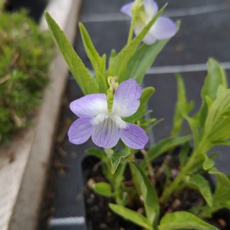 Bio Veilchen Viola lyallii Bio Kräuter Online im Web Shop von Bio Stauden Forssman zum Versand bestellen