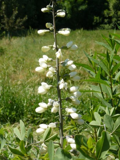 Indigolupine Baptisia alba var. macrophylla Staudengärtnerei Forssman Beste Bio Stauden aus Nieder-Bayern Online per Versand