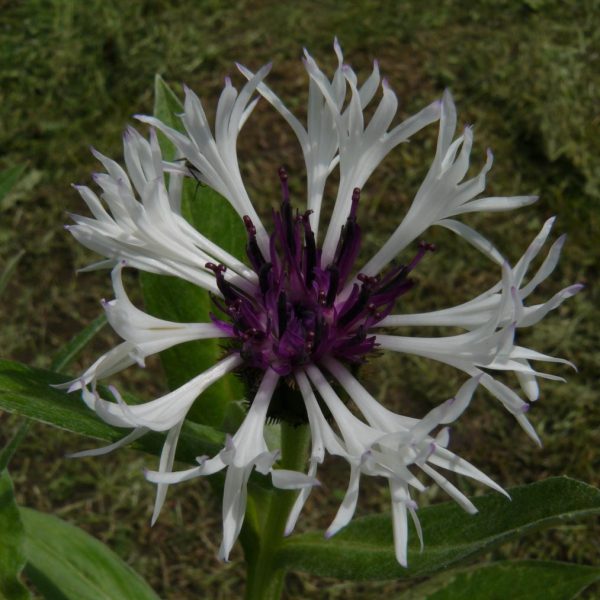 Großblumige weiße Bio Kornblume Centaurea montana 'Amethyst in Snow' Stauden Gärtnerei Forssman Pflanzen in bester Bio Qualität
