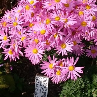 Bio Margerite Chrysanthemum zawadskii 'Clara Curtis' Forssman Bio Stauden Versand aus Niederbayern