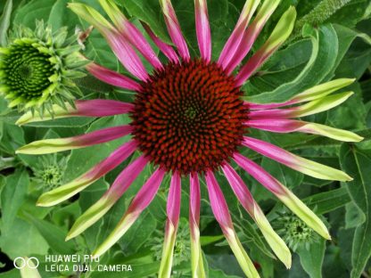 Bio Purpur Schein Sonnenhut Echinacea purpurea 'Green Twister' Forssman Bio Stauden kaufen im Online Versand
