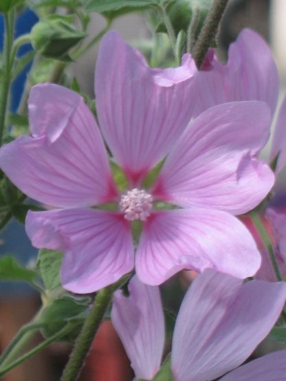 Bio Buschmalve Lavathera x olbia 'Pink Lady' Bio Pflanzen Versand Stauden Forssman Niederbayern