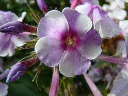 Hoher Stauden Phlox paniculata 'Parmaveilchen' per Bio Pflanzen Versand online im Web Shop nach München bestellen