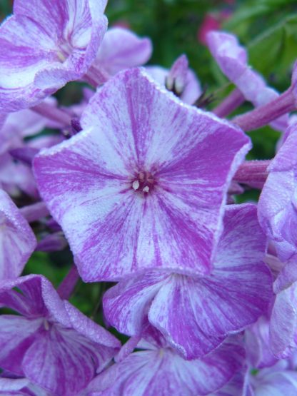 Phlox paniculata 'Potpourri Purple' Stauden Forssman Beste Bio Stauden aus Bayern