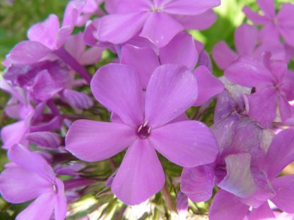 Bio Frühsommer Phlox x arendsii 'Luc's Lilac' Online Pflanzen Versand Forssman mit Web Shop