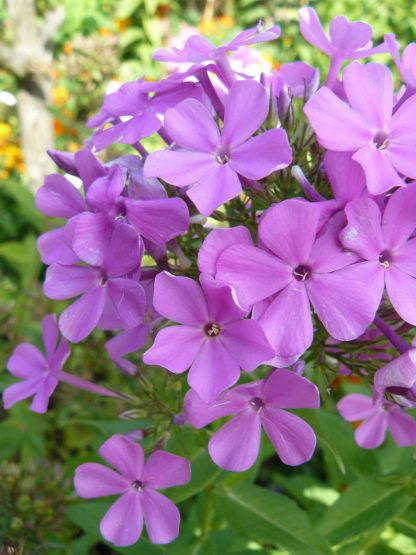 Bio Frühsommer Phlox x arendsii 'Luc's Lilac' Online Pflanzen Versand Forssman mit Web Shop