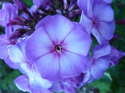 Bio Frühsommer Phlox x arendsii 'Purple Star' Forssman Bio Pflanzenversand in Niederbayern