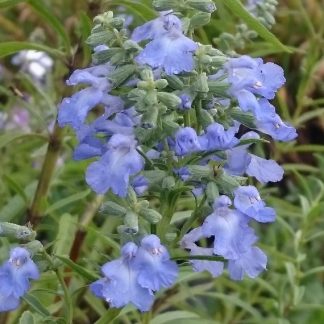 Bio Salbei Salvia azurea 'Grandiflora' Bio Kräuter Online im Web Shop von Bio Stauden Forssman zum Versand bestellen
