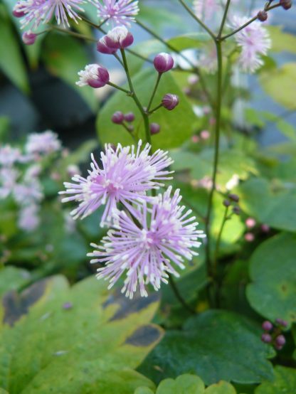 Bio Wiesenraute Thalictrum actaefolium 'Perfume Star' Bio Blumen Versand Forssman aus Niederbayern