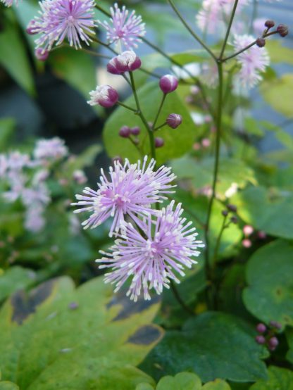 Bio Wiesenraute Thalictrum actaefolium 'Perfume Star' Bio Blumen Versand Forssman aus Niederbayern