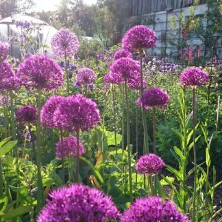 Bio Zier Lauch Allium aflatuense 'Purple Sensation' Beste Bio Stauden aus Bayern im Online Shop bestellen nach München liefern