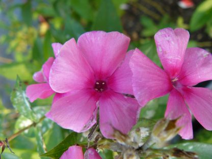 Hohe Flammenblume Phlox paniculata 'Cherry Pink' Bio Stauden Forssman