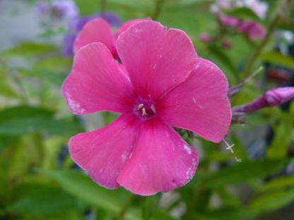 Hohe Flammenblume Phlox paniculata 'Cherry Pink' Beste Bio Stauden aus Bayern Gärtnerei Forssman