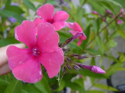 Hohe Flammenblume Phlox paniculata 'Cherry Pink' Beste Bio Stauden aus Bayern Gärtnerei Forssman