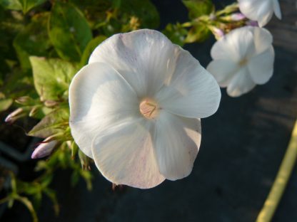 Flammenblume Phlox paniculata 'Romanze' Bio Pflanzen Versand Stauden Forssman