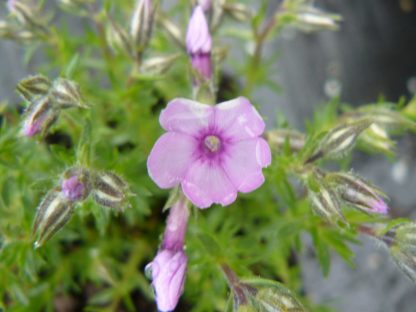 Bio Polster-Phlox subulata 'Rose Queen' Bio Pflanzenversand in Niederbayern