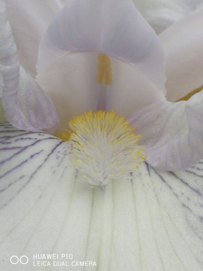 Iris barbata - elatior 'Glacier' Stauden Forssman Bio Pflanzen per Paket
