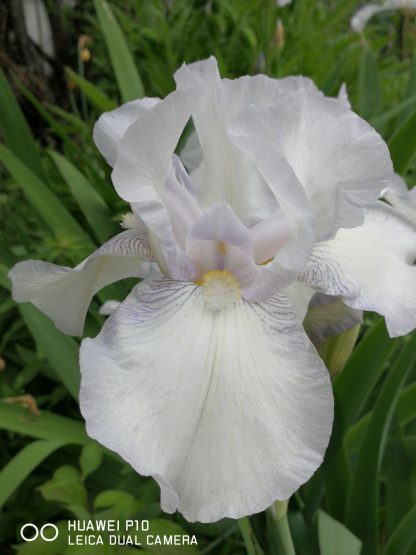Iris barbata - elatior 'Glacier' Stauden Forssman Bio Pflanzen per Paket