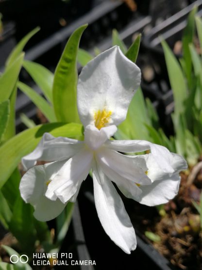 Iris cristata von Stauden Forssman Beste Bio Stauden aus Bayern