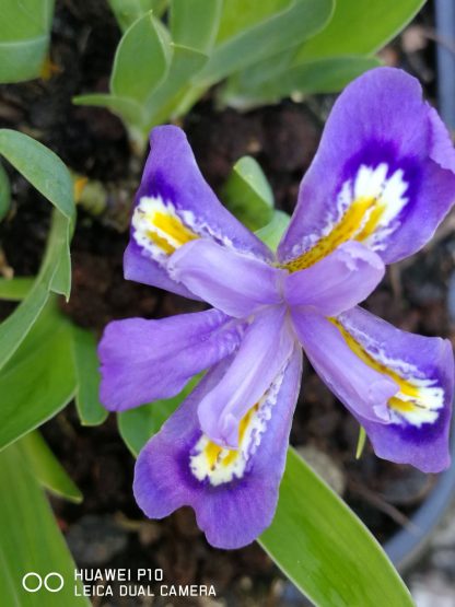 Iris lacustris von Stauden Forssman Beste Bio Stauden aus Bayern