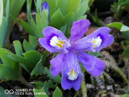 Iris lacustris von Stauden Forssman Beste Bio Stauden aus Bayern