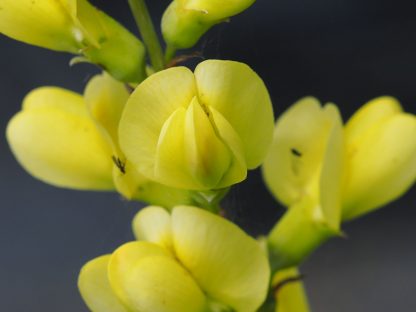 Bio Indigolupine Baptisia 'Screaming Yellow' Bio Stauden Forssman in Niederbayern