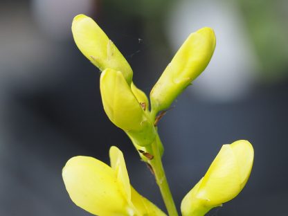 Bio Indigolupine Baptisia 'Screaming Yellow' Bio Stauden Forssman in Niederbayern
