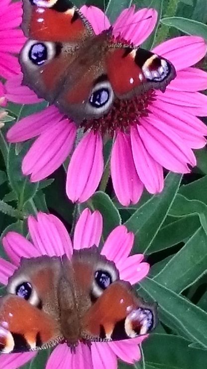 Bio Purpur Schein Sonnenhut Echinacea purpurea 'Sensation Pink' Stauden Forssman Beste Bienen Stauden aus Bayern