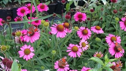 Bio Purpur Schein Sonnenhut Echinacea purpurea 'Sensation Pink' Stauden Forssman Beste Bienen Stauden aus Bayern
