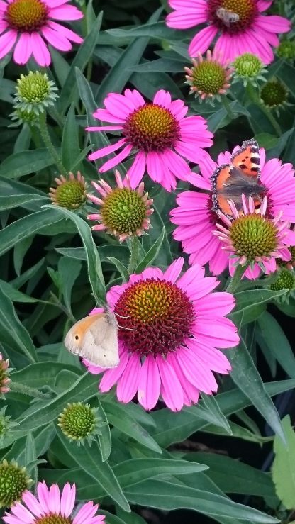 Bio Purpur Schein Sonnenhut Echinacea purpurea 'Sensation Pink' Stauden Forssman Beste Insekten Stauden aus Bayern