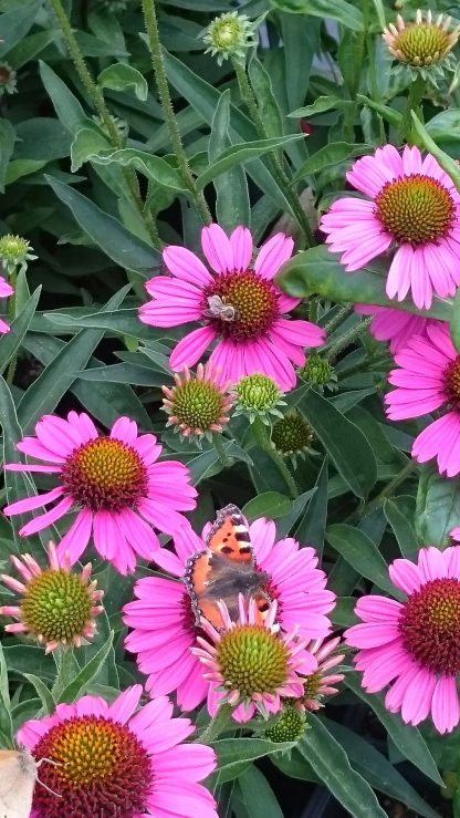 Bio Purpur Schein Sonnenhut Echinacea purpurea 'Sensation Pink' Stauden Forssman Beste Insekten Stauden aus Bayern