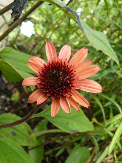 Bio Purpur Schein Sonnenhut Echinacea purpurea 'Raspberry Truffle' Forssman Bio Stauden kaufen im Online Versand