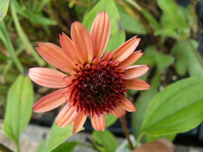Bio Purpur Schein Sonnenhut Echinacea purpurea 'Raspberry Truffle' Forssman Bio Stauden kaufen im Online Versand
