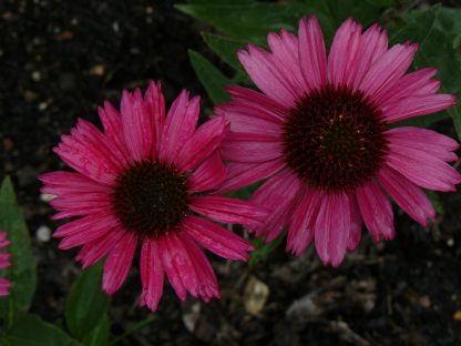 Bio Purpur Schein Sonnenhut Echinacea purpurea 'Sensation Pink' Forssman Bio Stauden kaufen im Online Versand