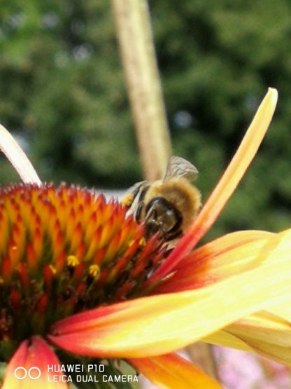 Bio Purpur Schein Sonnenhut Echinacea purpurea 'Funky Yellow' Forssman Bienen Stauden kaufen im Online Versand