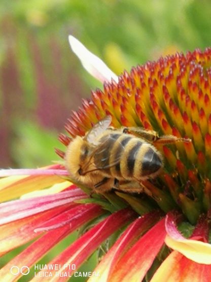 Bio Purpur Schein Sonnenhut Echinacea purpurea 'Funky Yellow' Forssman Bienen Stauden kaufen im Online Versand